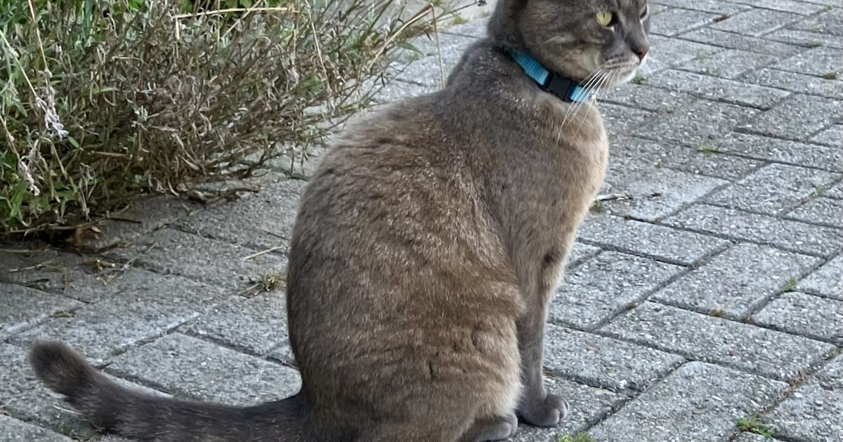Heb jij Salem, Shahla of Mila gezien? Deze vier huisdieren worden in Culemborg vermist