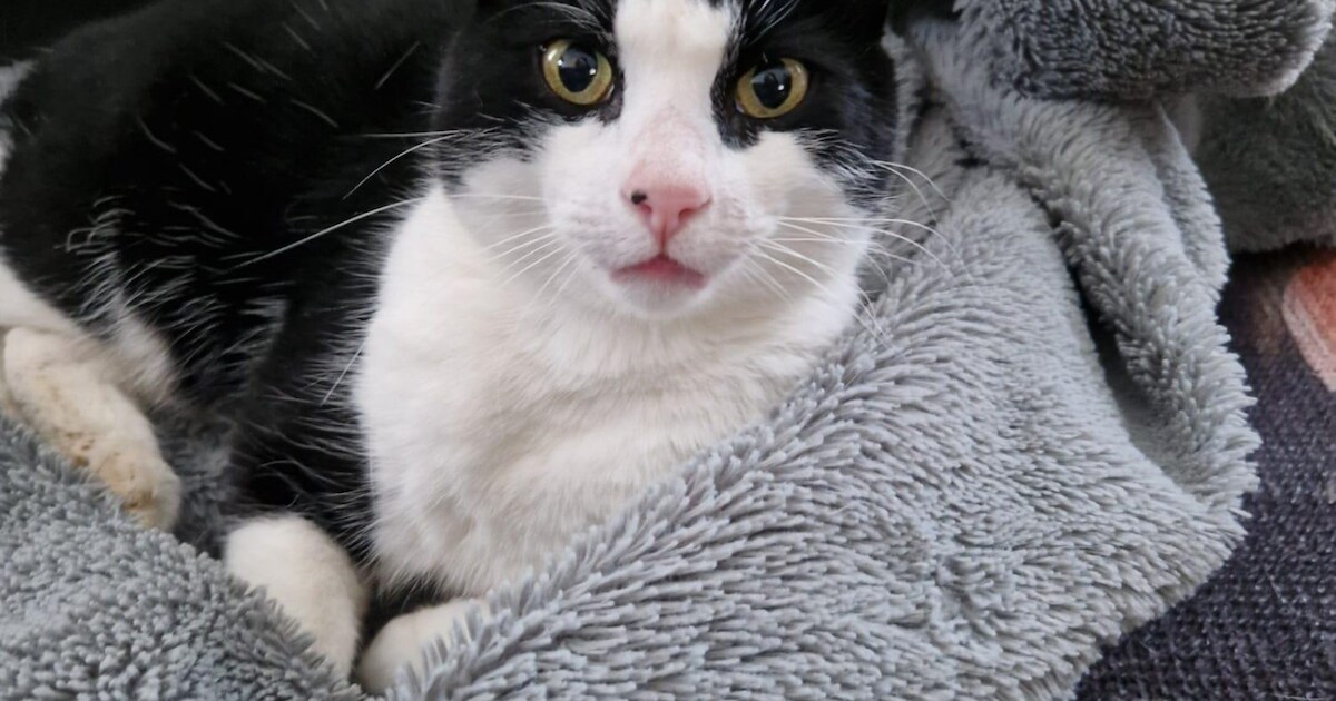 Heb jij Polly of Timmie gezien? Deze twee huisdieren worden in Molenlanden vermist