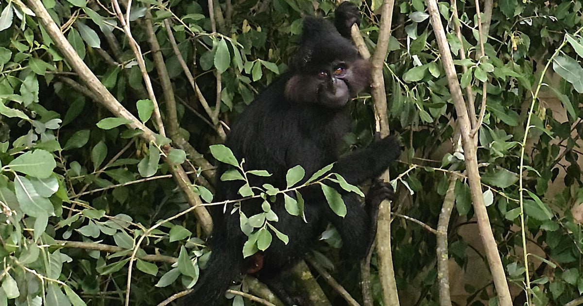 Ontsnapte aap na ruim een maand weer terecht: kuifmangabey veilig terug in Beekse Bergen