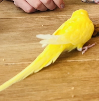 Heb jij Pietje gezien? Dit huisdier wordt in Oldenzaal vermist