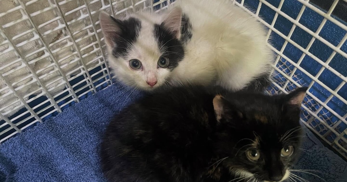 Inwoners met HaarlemPas kunnen binnenkort vergoeding krijgen voor dierenartskosten