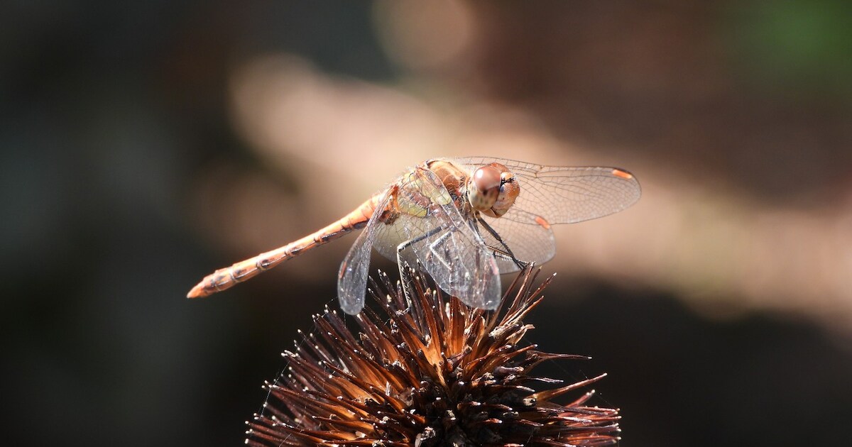 Rockanje organiseert Duin-Lab voor kinderen