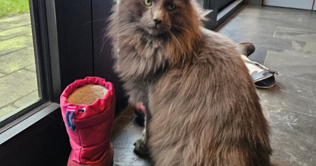 Heb jij Fin, Alfred of Calimero gezien? Deze drie huisdieren worden in Assen vermist