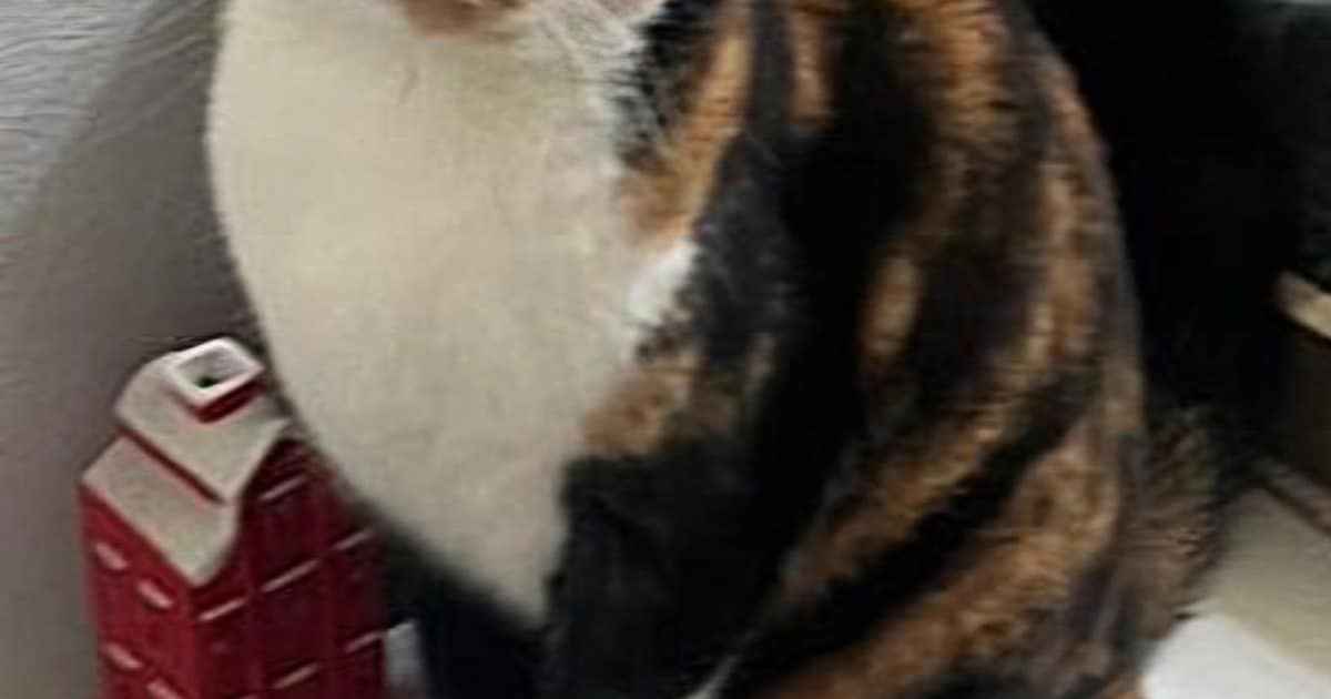 Heb jij Churro, Blacky of Winnie gezien? Deze drie huisdieren worden in Alkmaar vermist