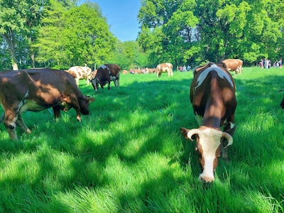 Koeiendans in Eindhoven: op deze dag mogen de koeien naar buiten