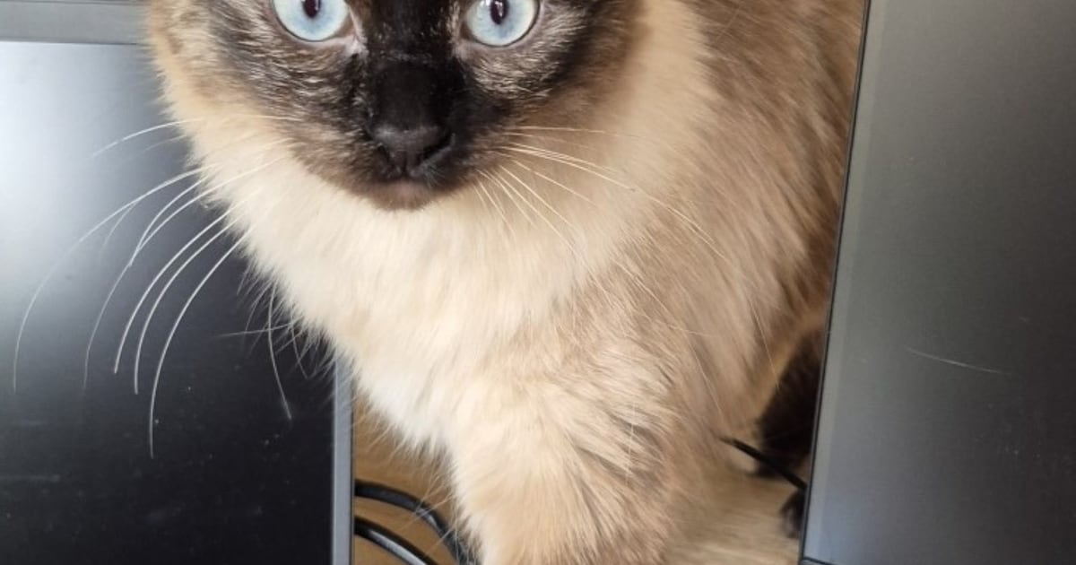 Heb jij Puk gezien? Dit huisdier wordt in Valkenswaard vermist