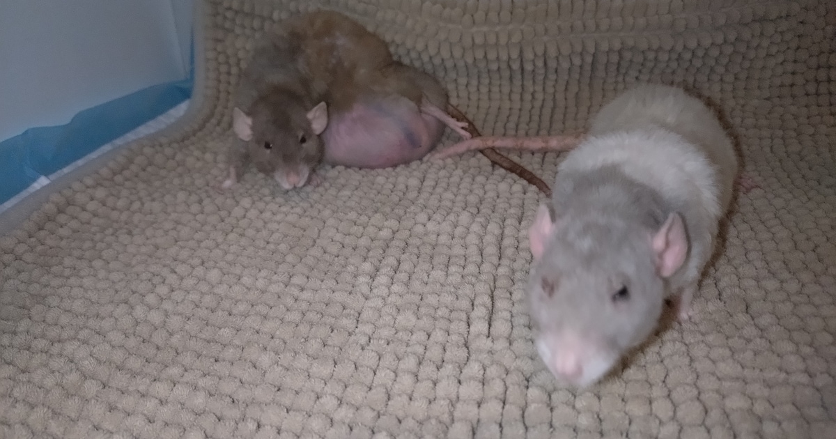 Twee verwaarloosde tamme ratten achtergelaten: 'Ik schrok me rot'