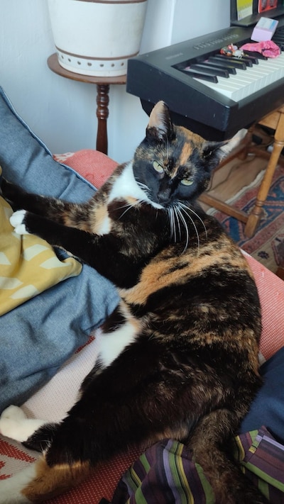 Heb jij Rayitas, Novi of Woezel gezien? Deze acht huisdieren worden in Nijmegen vermist