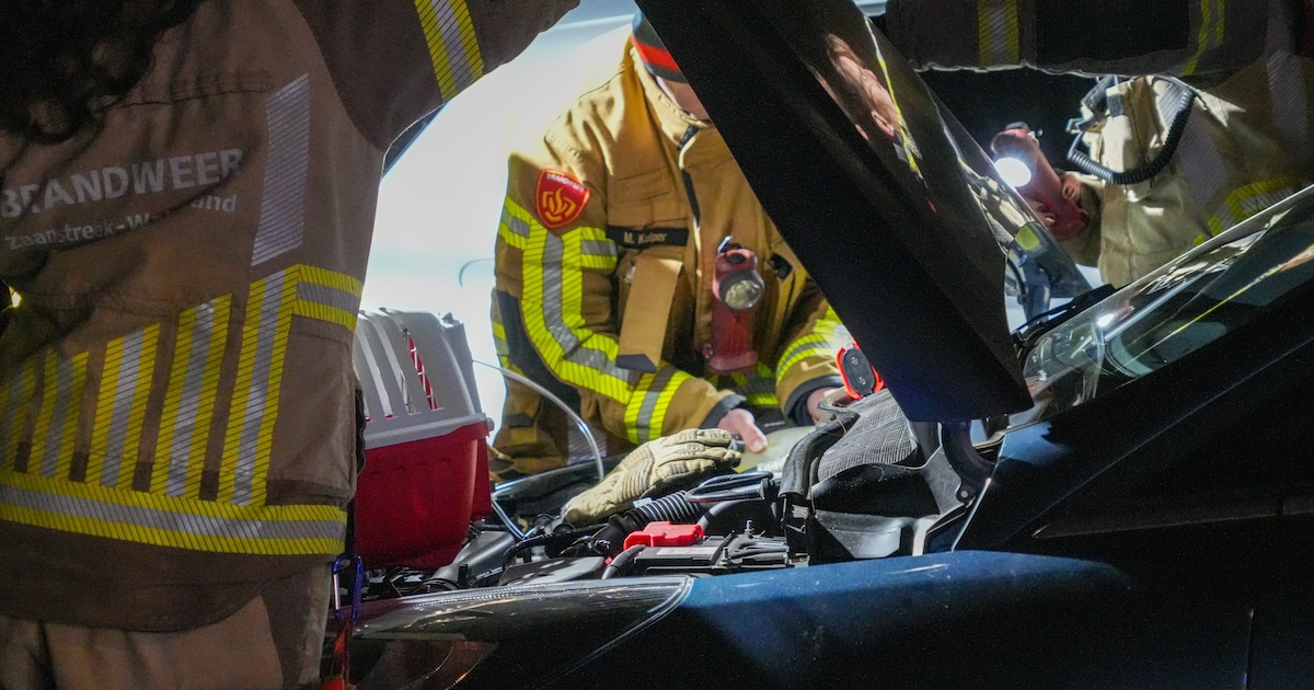 Kat rijdt 70 kilometer mee onder motorkap van auto, brandweer bevrijdt beestje na avontuur