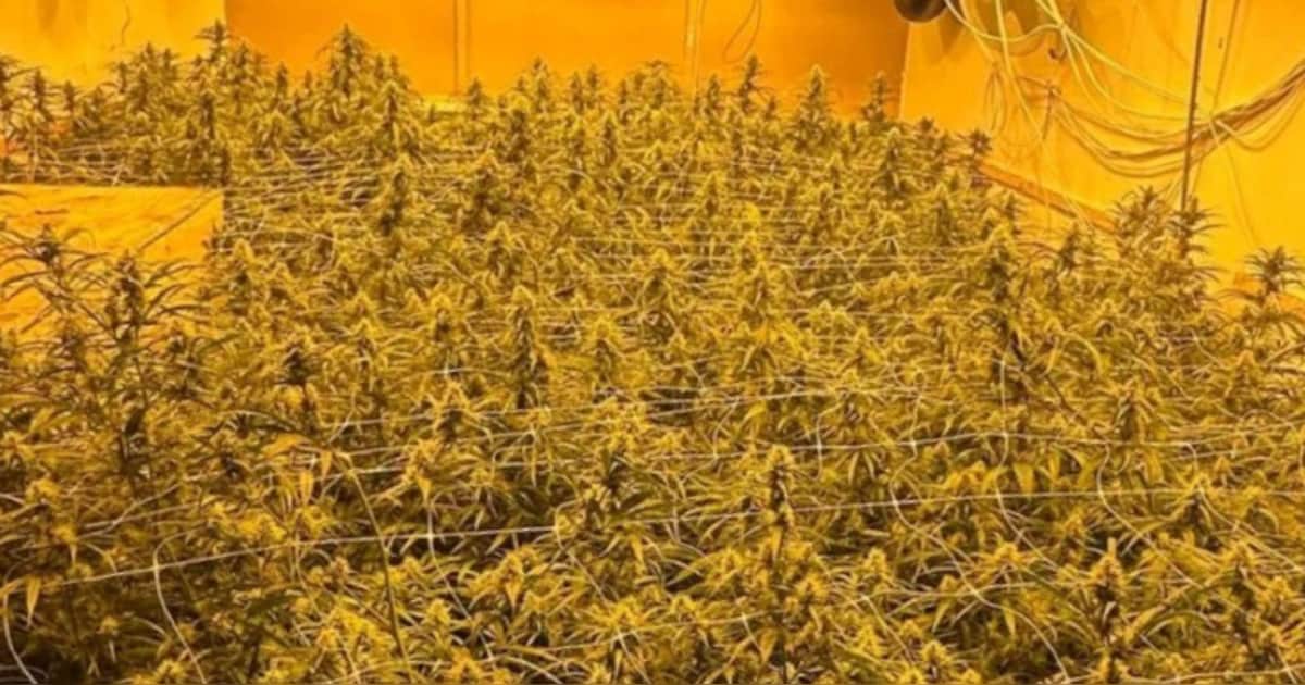 Burgemeester Dronten sluit pand na vondst hennepkwekerij