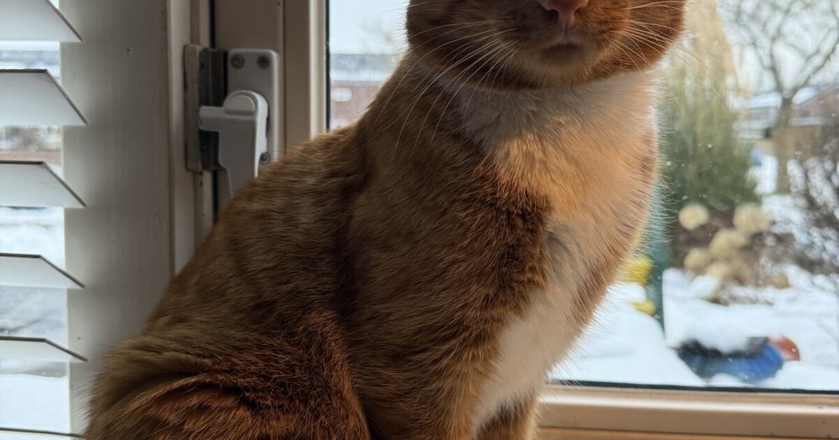 Heb jij Kenji gezien? Dit huisdier wordt in Pekela vermist