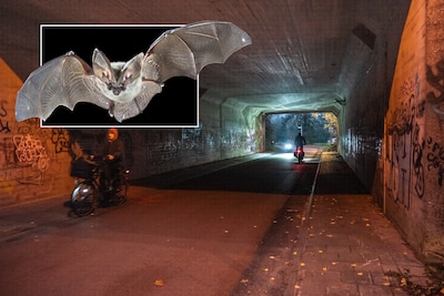 Tunneltje vanwege vleermuis nu nóg donkerder, verbazing bij fietsers: ‘Onze veiligheid is niet belan