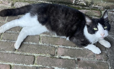 Heb jij Yoshi, Guus of Banjer gezien? Deze zeven huisdieren worden in Apeldoorn vermist