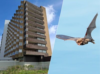 Nissewaard wil na vijf jaar af van vele vleermuizen in leeg bejaardenhuis en denkt aan gang naar de rechter