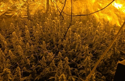 Gebrek aan sneeuw op dak brengt politie naar kwekerij met 558 wietplanten in Veldhoven