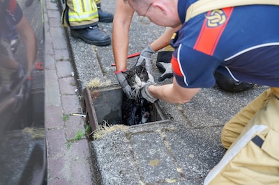 Brandweer vist kat uit een put in Kampen