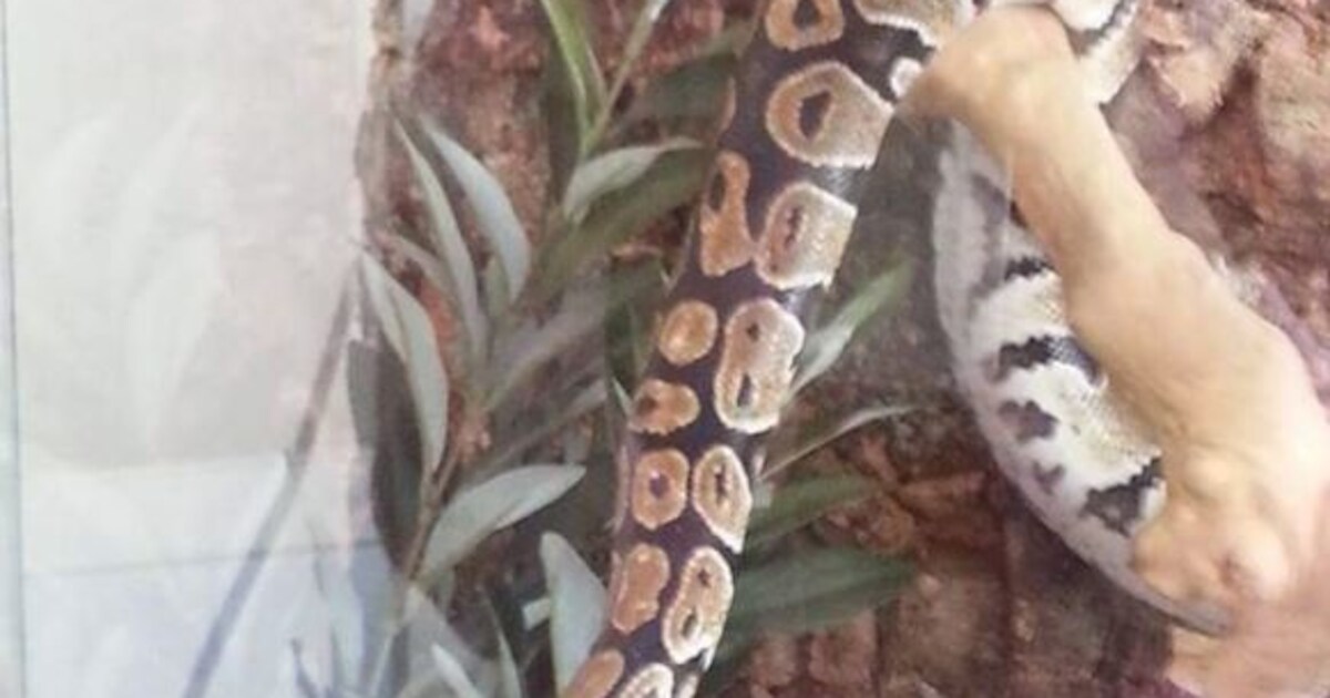 Vermiste python King weer terecht en maakt het goed | Regio | AD.nl