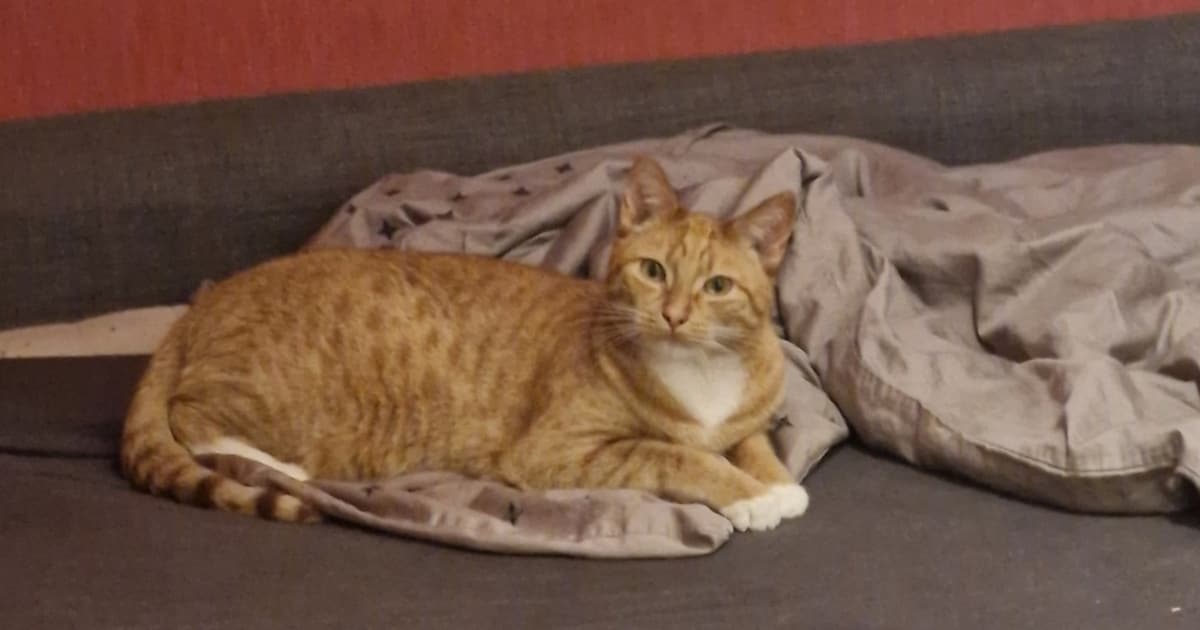 Heb jij River gezien? Dit huisdier wordt in Zwijndrecht vermist