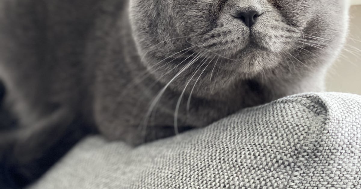 Heb jij Sep gezien? Dit huisdier wordt in Venray vermist