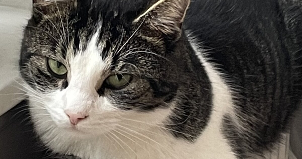 Heb jij Belly gezien? Dit huisdier wordt in Teylingen vermist