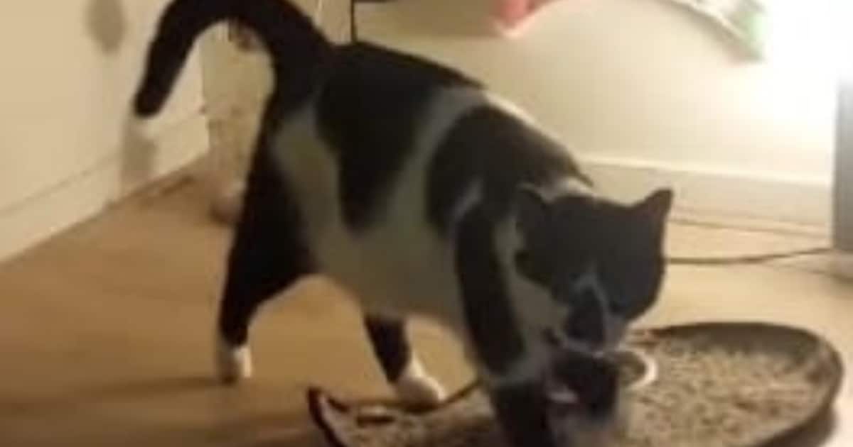 Heb jij Chicka gezien? Dit huisdier wordt in Woerden vermist