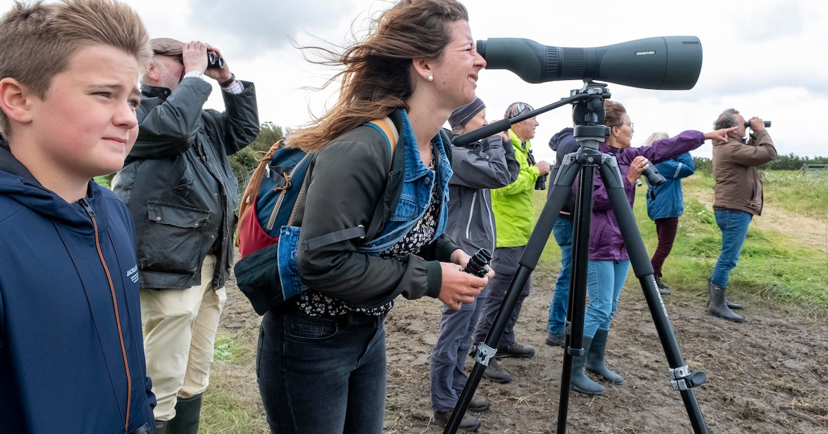 Vogelliefhebbers opgelet: excursie langs Balgzand en Waddenzee dit weekend