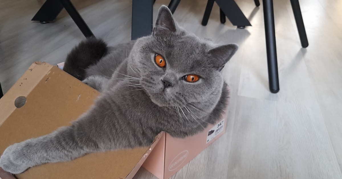Heb jij Sammie of Pip gezien? Deze twee huisdieren worden in Vlissingen vermist