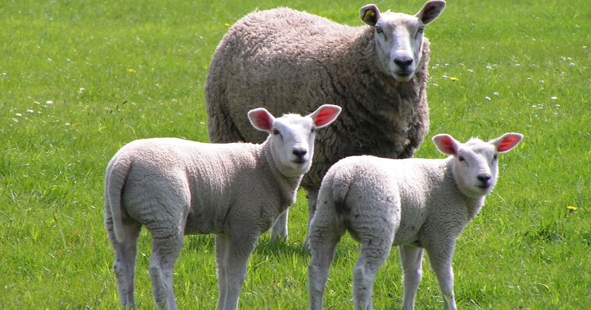 Schapen grazen in gebied Stevensbergen in Bergeijk