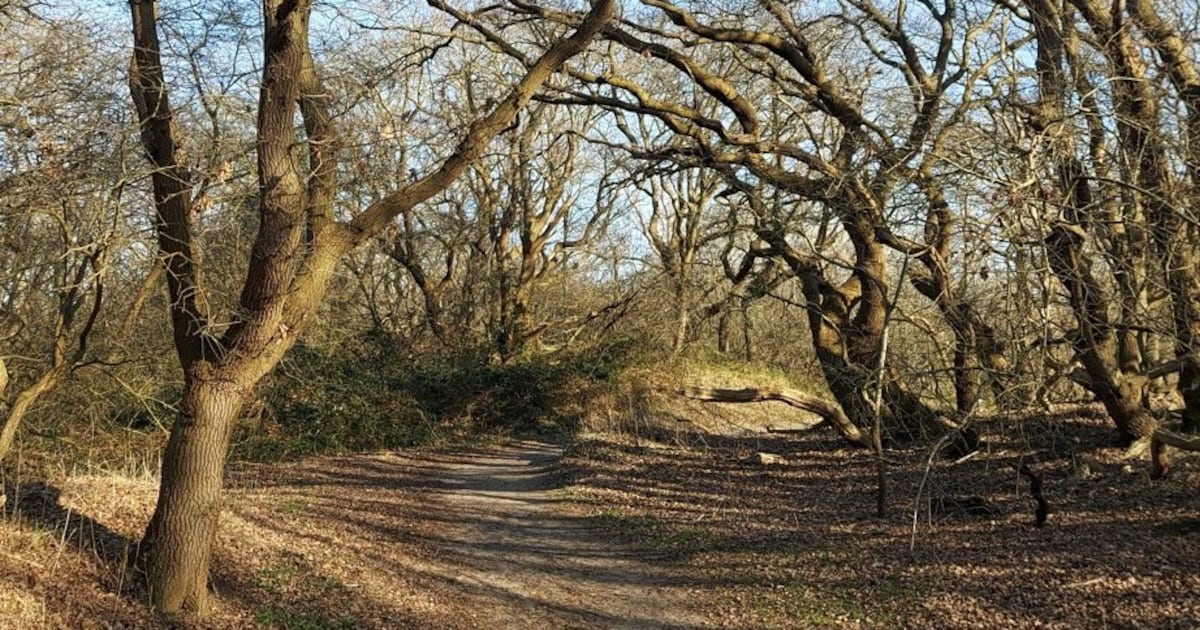 Van stad naar zee: deze Haagse parken vormden ooit een landschap | Foto