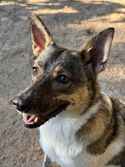 Heb jij Luna of Nora gezien? Deze twee huisdieren worden in Apeldoorn vermist