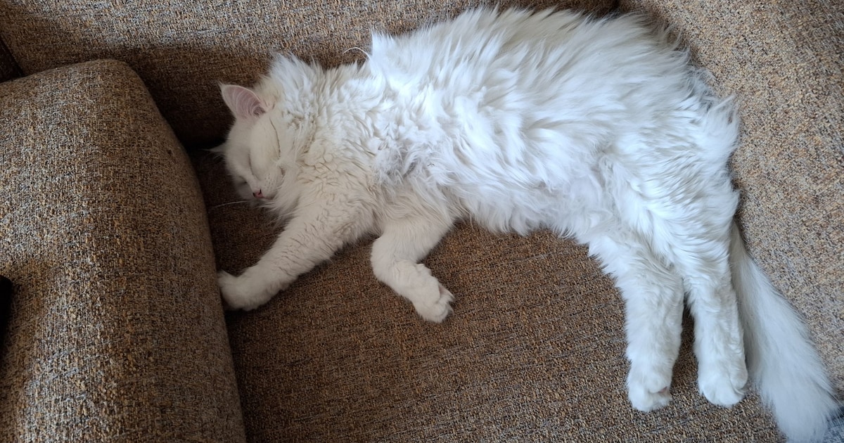 Heb jij Jerry gezien? Dit huisdier wordt in Heemskerk vermist