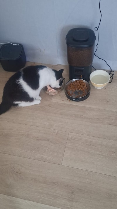 Heb jij Karel of Vlekje gezien? Deze twee huisdieren worden in Veenendaal vermist