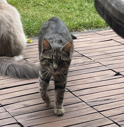 Heb jij Bosje of Poeki gezien? Deze twee huisdieren worden in Etten-Leur vermist
