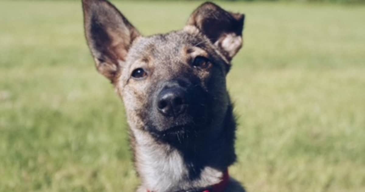 Heb jij Teddy of Milo gezien? Deze twee huisdieren worden in Rozendaal vermist