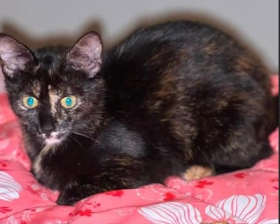 Heb jij Moes, Kyara of Pika gezien? Deze 14 huisdieren worden in Apeldoorn vermist