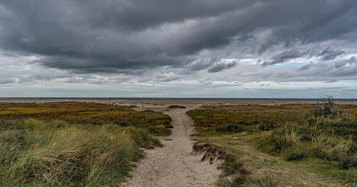 Je creativiteit de vrije loop laten? Workshop strandherbarium maken op Schiermonnikoog
