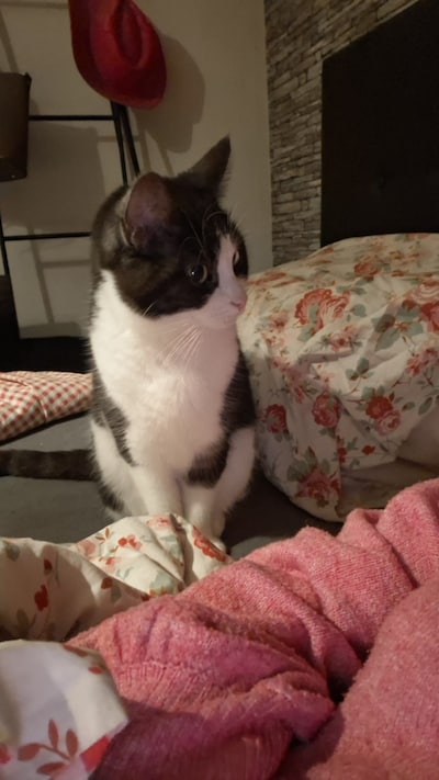 Heb jij Mila gezien? Dit huisdier wordt in Etten-Leur vermist