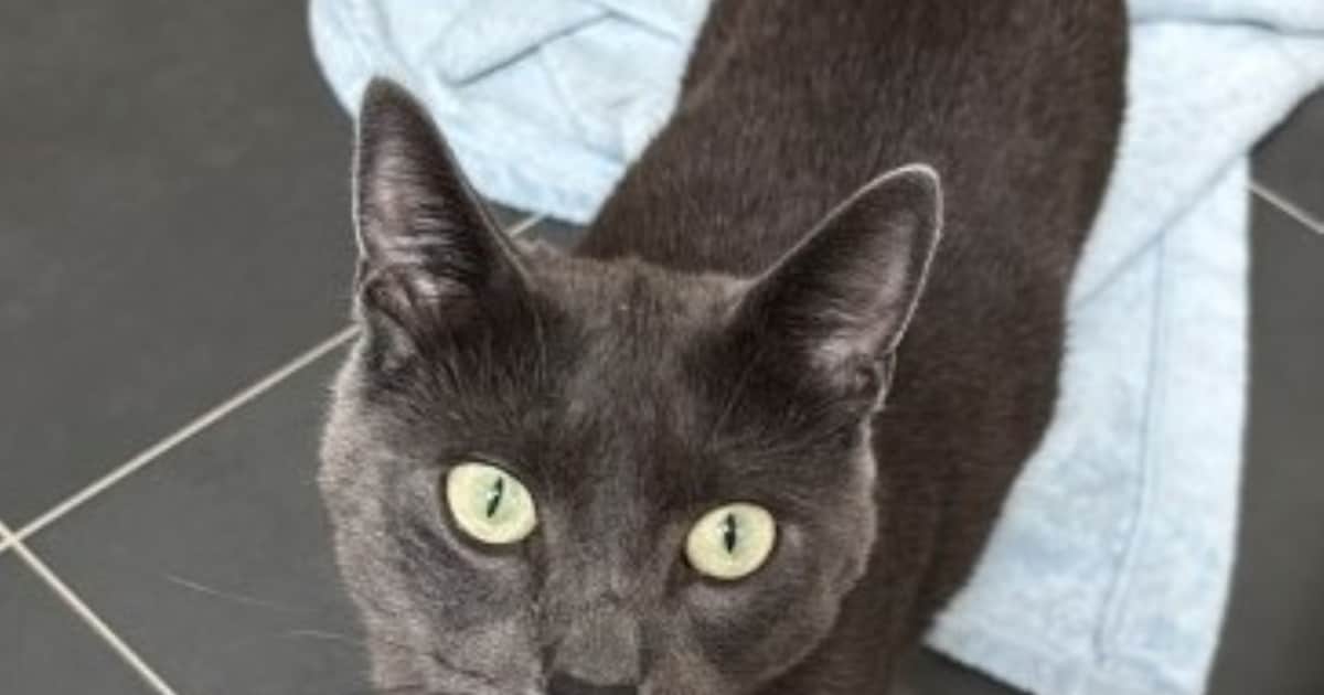 Heb jij Kees gezien? Dit huisdier wordt in Urk vermist