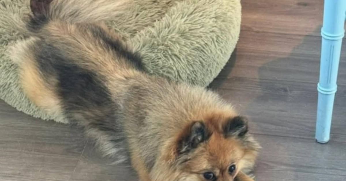 Heb jij Bobbi gezien? Dit huisdier wordt in Zandvoort vermist