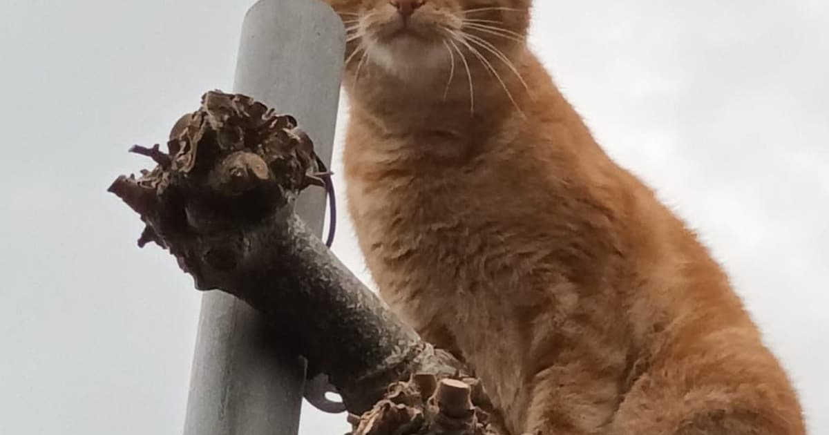 Heb jij Baco gezien? Dit huisdier wordt in Koggenland vermist