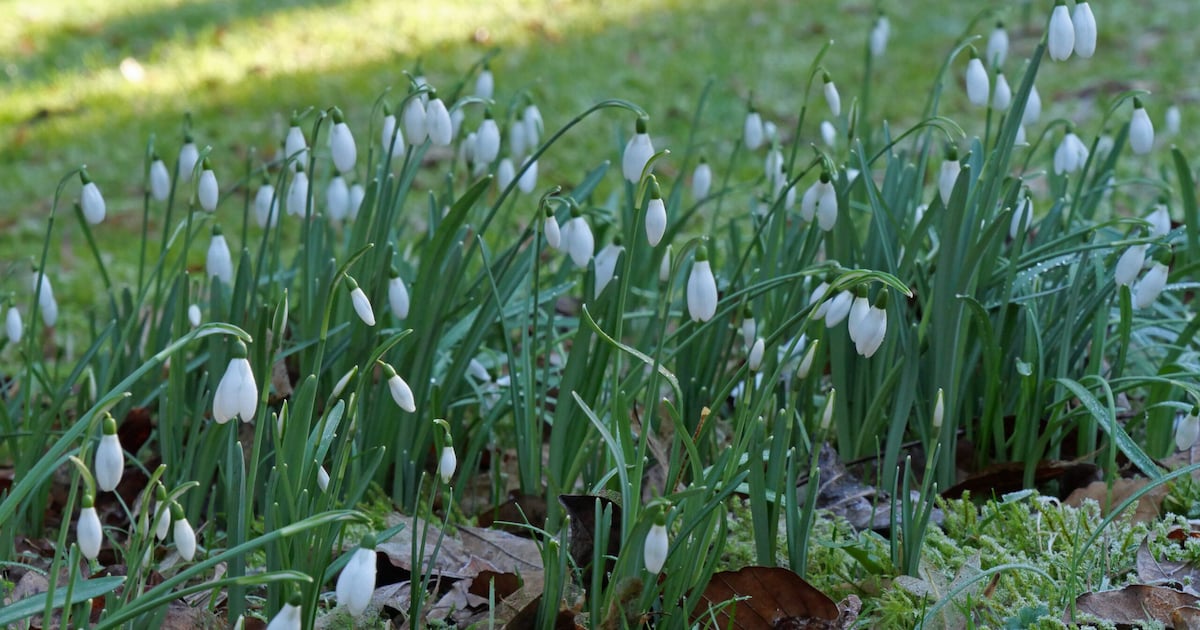 Twee wandelingen op Landgoed Bredius in Woerden dit weekend