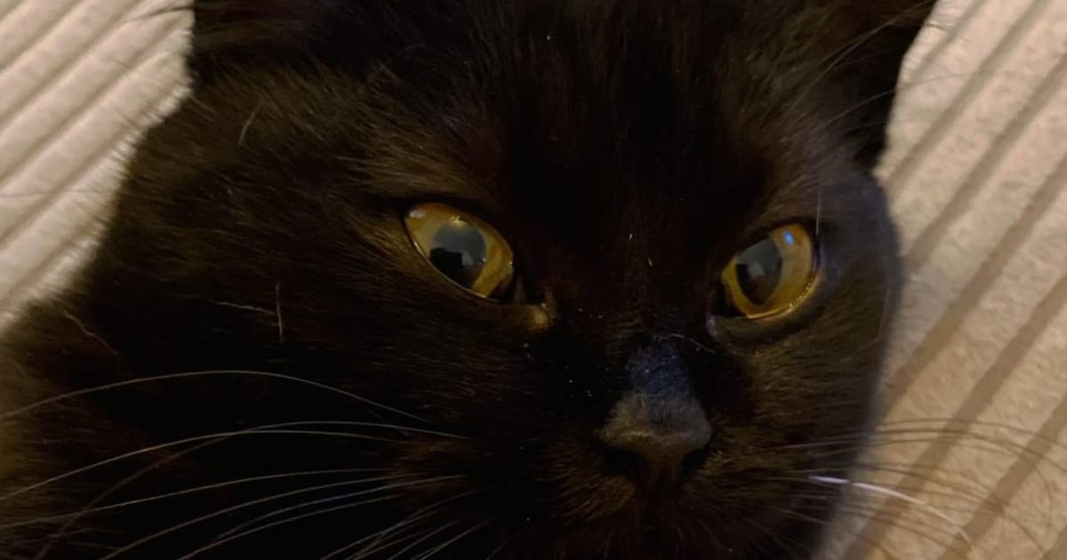 Heb jij Moli, Koosje of Chico gezien? Deze drie huisdieren worden in Tilburg vermist