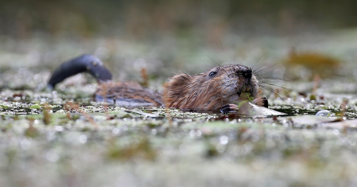 Muskusrat ongewenste vreemdeling in het rivierengebied: waterschap zet ...