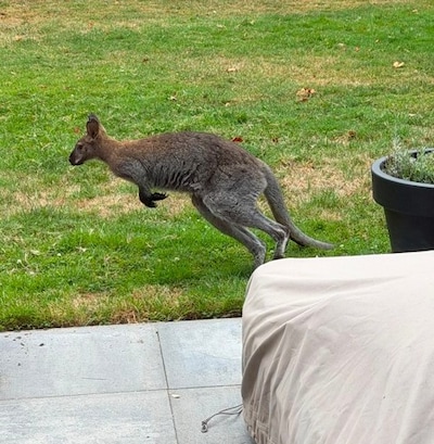 Wallaby ontsnapt in Zeeland: ‘Hij is klein, maar heel sterk en extreem snel’