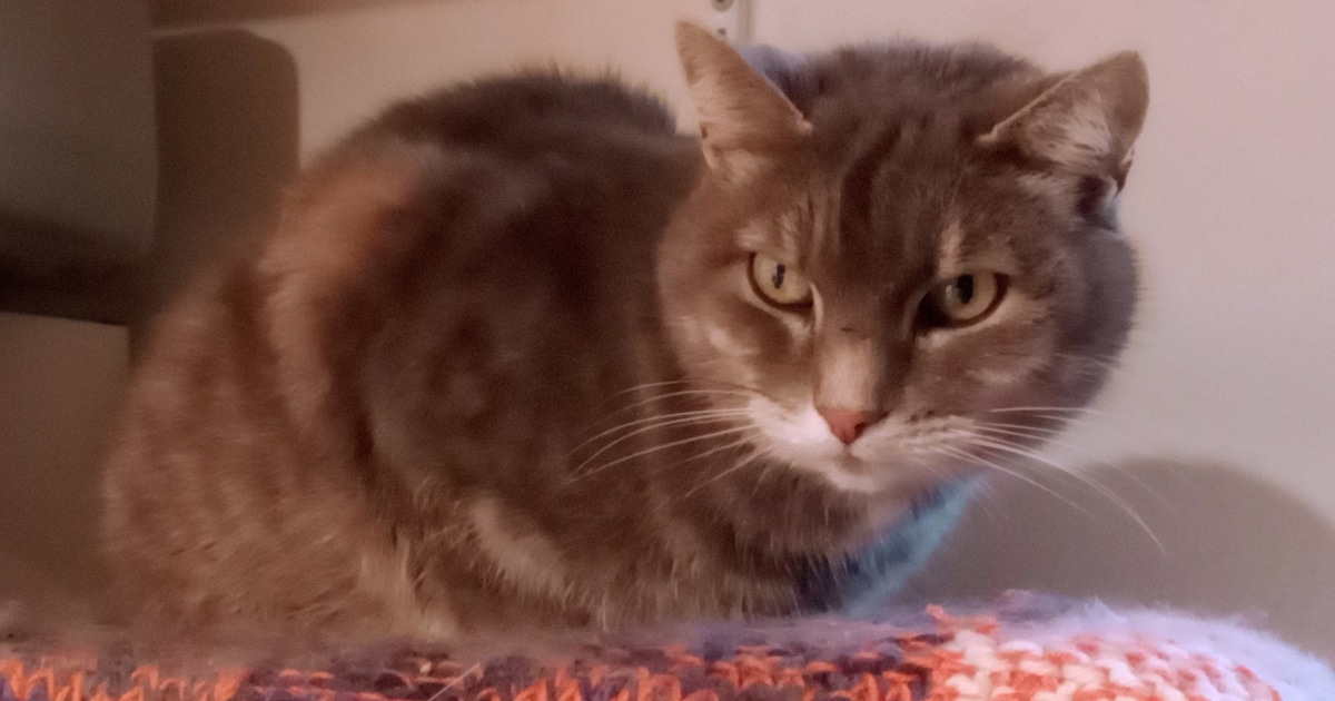 Heb jij Nox, Casper of Pleuntje gezien? Deze drie huisdieren worden in Utrechtse Heuvelrug vermist