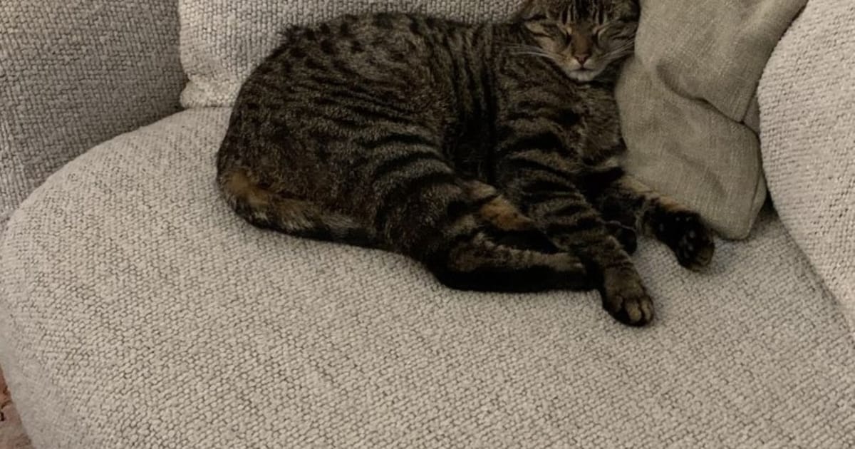 Heb jij Kees of Arie gezien? Deze twee huisdieren worden in Noordwijk vermist