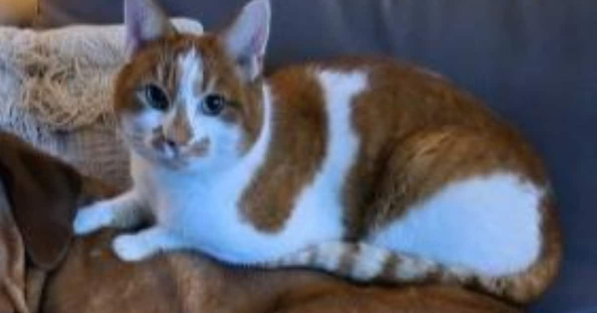 Heb jij Bowie, Gijs of Masja gezien? Deze vier huisdieren worden in Soest vermist