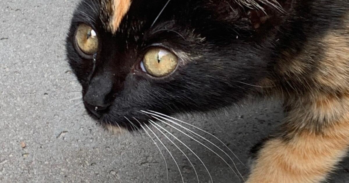 Heb jij Charlie of Frau Schmidt gezien? Deze twee huisdieren worden in Nijkerk vermist