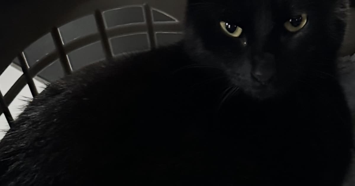 Heb jij Hibje of Mylo gezien? Deze twee huisdieren worden in Aa en Hunze vermist