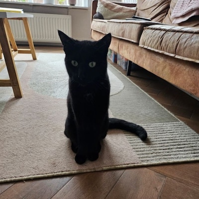 Heb jij Rover, Donny of Chappie gezien? Deze drie huisdieren worden in Amersfoort vermist